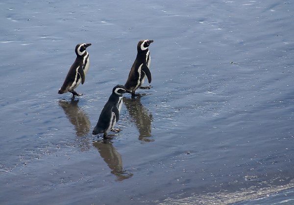 Punta Tombo