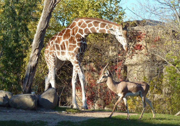 Chicago - Zoo