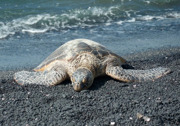 Big Island - Kiholo Bay