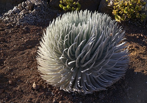 Maui - Haleakala 1