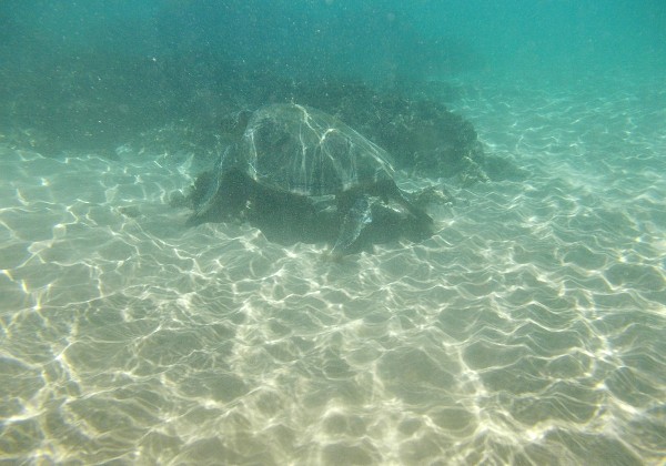 Maui - Ulua Beach