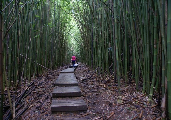 Maui Est - Pipiwai Trail