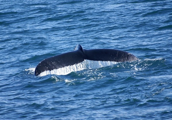 Husavik - Whale Watching