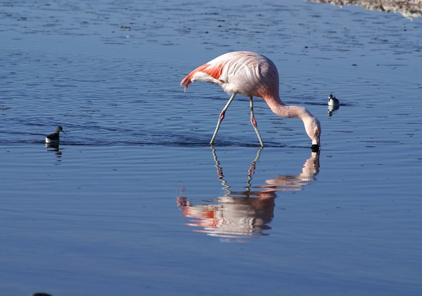 Salar de Atacama