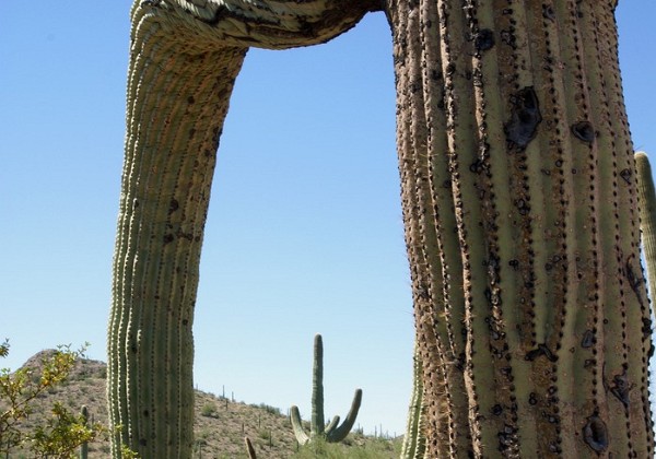 Arizona - Organ Pipe, Saguaro