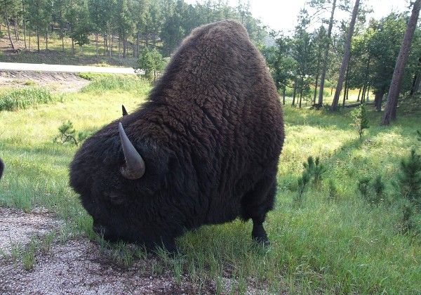 Custer State Park